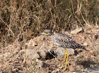 Spotted Thick-knee