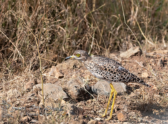 Spotted Thick-knee