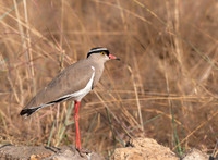 Crowned Lapwing
