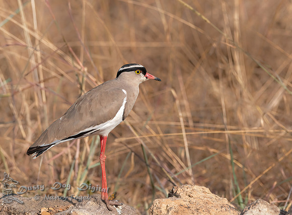 Crowned Lapwing