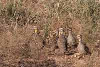 Yellow-necked Spurfowl Fledglings