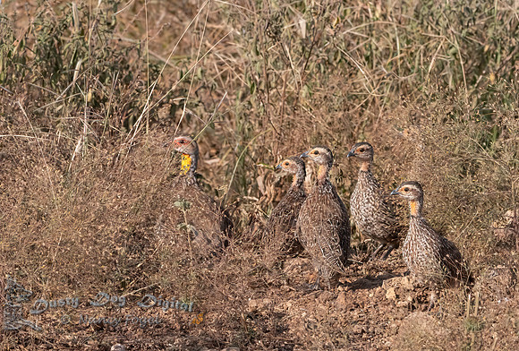Yellow-necked Spurfowl Fledglings