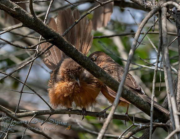 Speckled Mousebirds