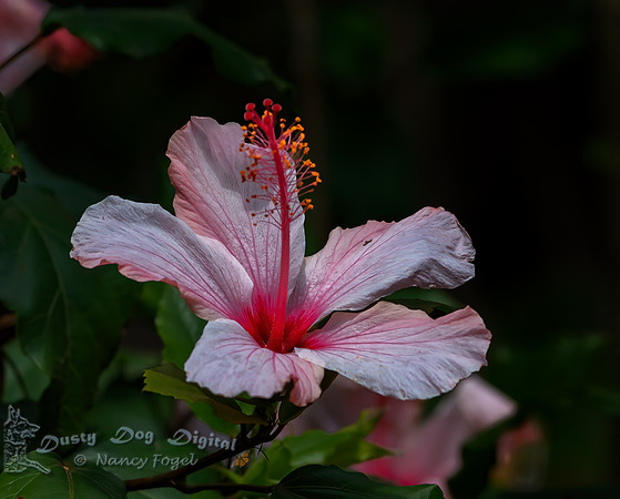 Hibiscus
