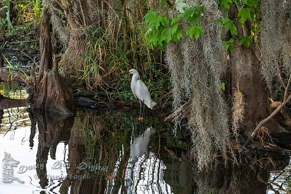 Snowy Egret in the Bog