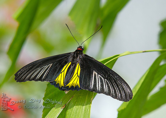 Golden Birdwing