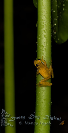 Dink Frog