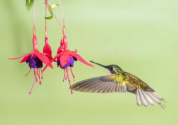 White-throated Mountain Gem