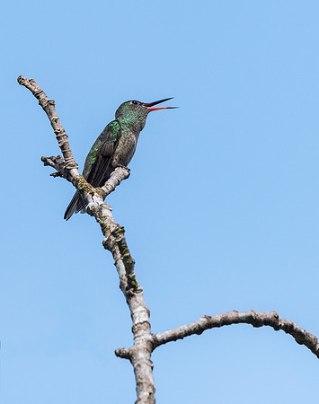 Rufous-tailed Hummingbird