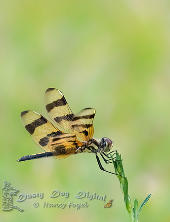 Halloween Pennant Dragonfly, Everglades
