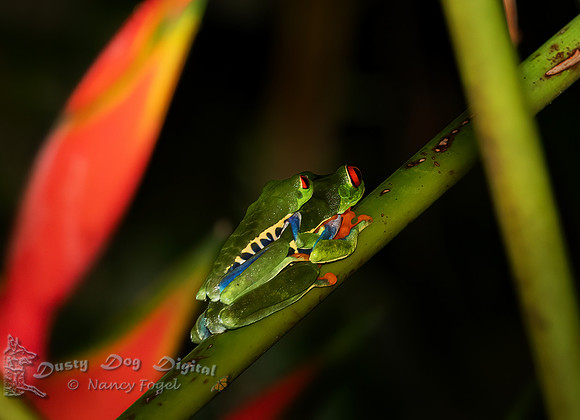 Red-eye Tree Frog Pair