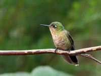 Many-spotted Hummingbird