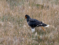 Carunculated Caracara