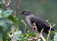Glossy-backed Thrush, Female