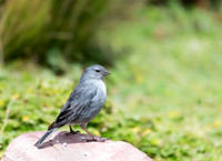 Gray Finch_Sparrow