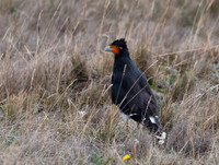 Carunculated Caracara
