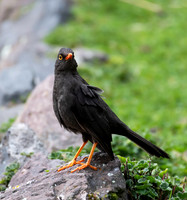 Glossy-back Thrush
