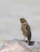 Sparrow