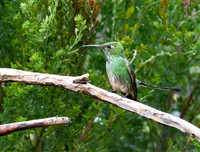 Green-crowned Brilliant