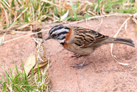 Rufous-collared Sparrow