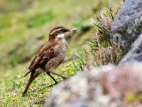 Stout-billed Cinclodes