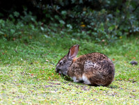 Ecuador Rabbit