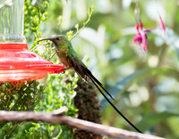 Long-tailed Sylph on feeder