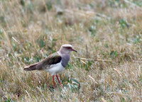 Andean Lapwing