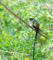 Long-tailed Sylph