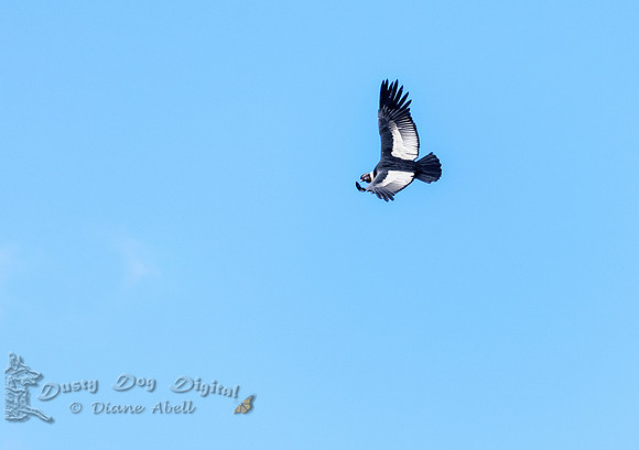 Andean Condor