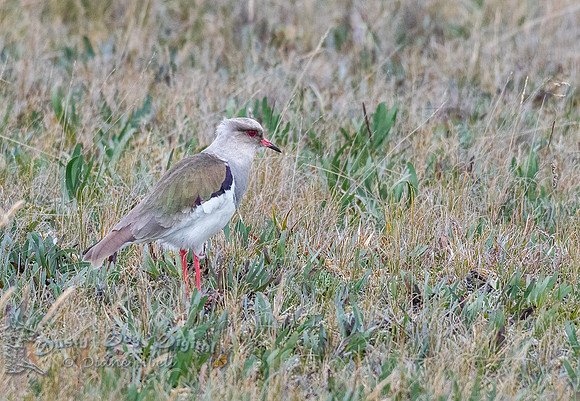 Andean Lapwing
