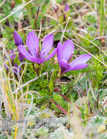 Alpine Flowers