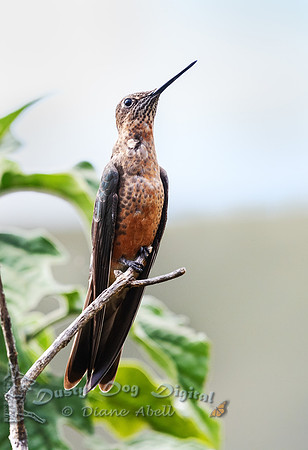 Giant Hummingbird