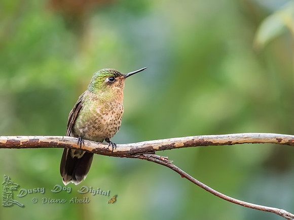 Many-spotted HUmmingbird