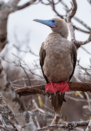 Red-footed Booby