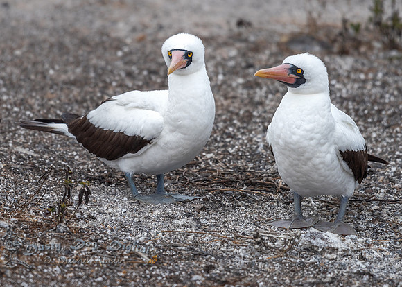 Nazca Boobies