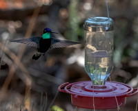 Rivoli's Hummingbird