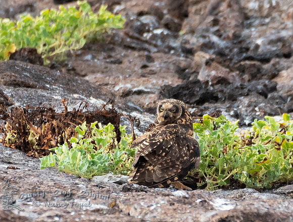 Short-eared Owl