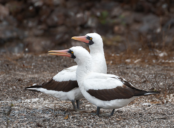 Nazca Booby Pair, Genovesa Island