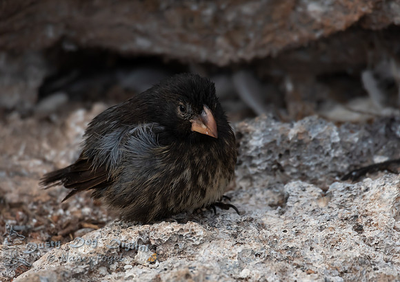 Finch Chick