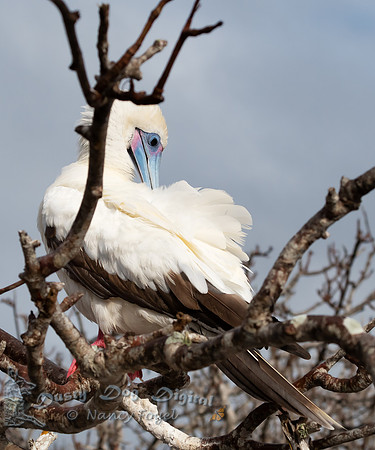 Red-footed Booby Preening