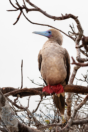 Red-footed Booby