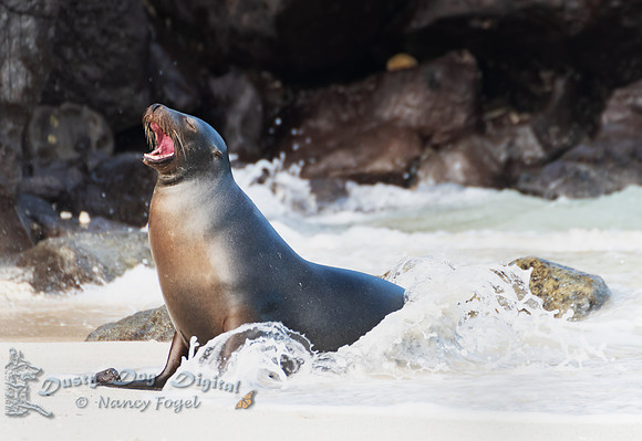 Sea Lion, Darwin Bay