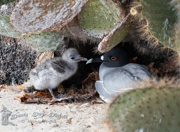 Swallow-tailled Gull with chick, Darwin Bay