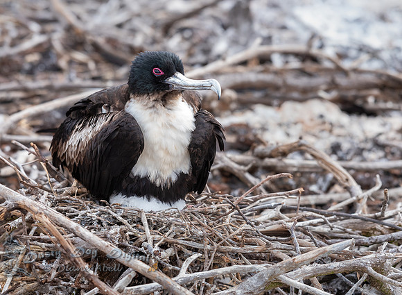 Nesting Frigatebird