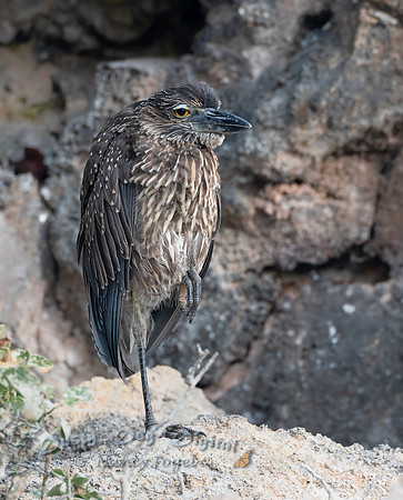 Juvenile Yellow-crowned Night Heron, Darwin Bay