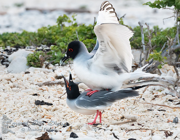 Swallow-tailed Gulls Mating, Darwin Bay