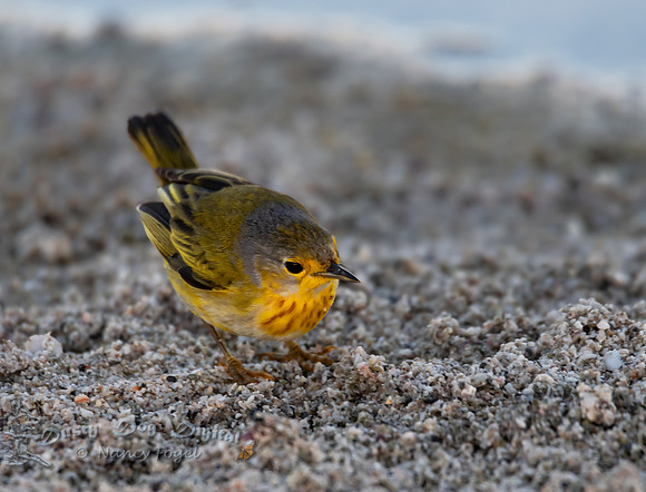Yellow Warbler, Playa Las Bachas