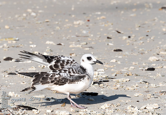 Juvenile Swallow-tailed Gull, Darwin Bay