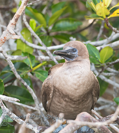 Fledgling Blue-footed Booby, Darwin Bay